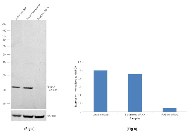 RAB1A Antibody in Western Blot (WB)