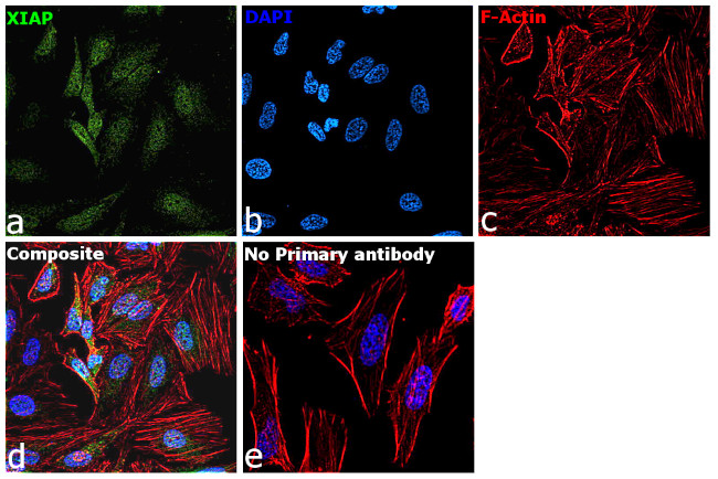 XIAP Antibody in Immunocytochemistry (ICC/IF)