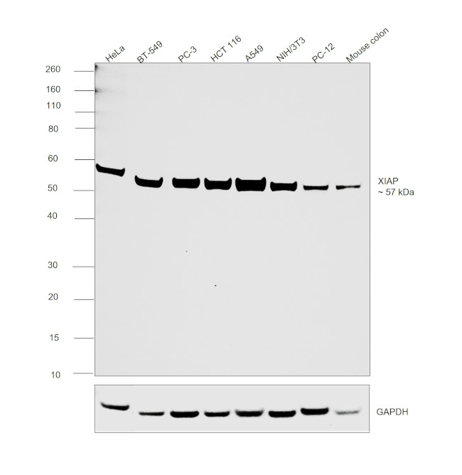 XIAP Antibody in Western Blot (WB)