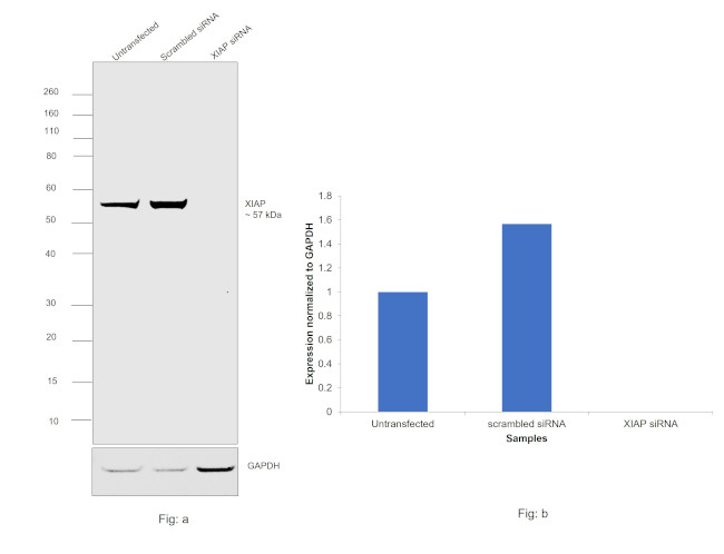 XIAP Antibody in Western Blot (WB)