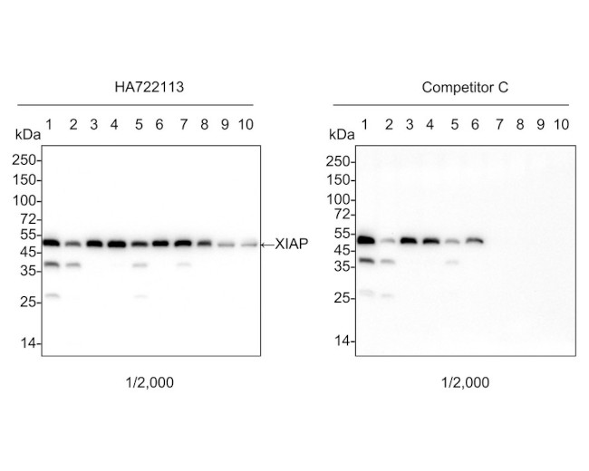 XIAP Antibody in Western Blot (WB)