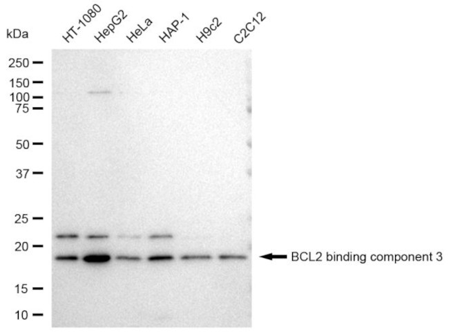 PUMA alpha Antibody in Western Blot (WB)