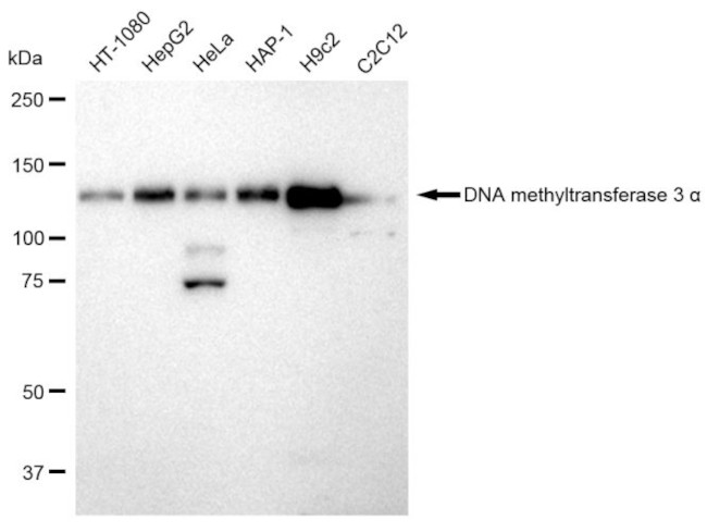 DNMT3A Antibody in Western Blot (WB)