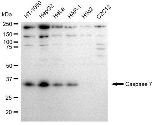 Caspase 7 Antibody in Western Blot (WB)