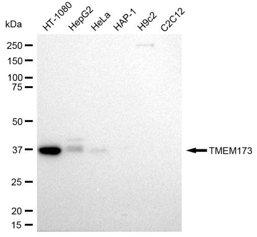 STING Antibody in Western Blot (WB)