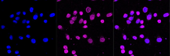 OLIG1 Antibody in Immunocytochemistry (ICC/IF)