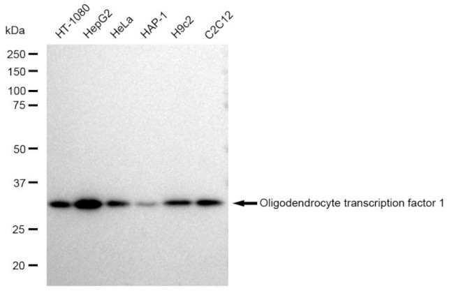 OLIG1 Antibody in Western Blot (WB)