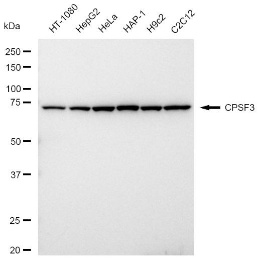 CPSF3 Antibody in Western Blot (WB)