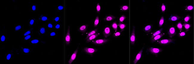 COPS8 Antibody in Immunocytochemistry (ICC/IF)