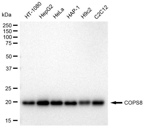 COPS8 Antibody in Western Blot (WB)