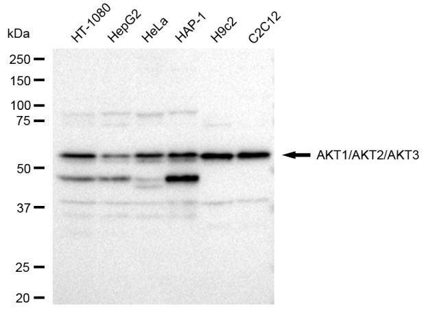 AKT Pan Antibody in Western Blot (WB)