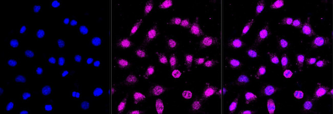 FADD Antibody in Immunocytochemistry (ICC/IF)