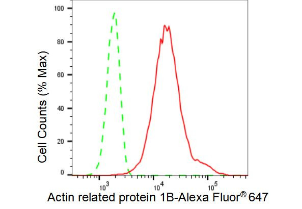 ACTR1B Antibody in Flow Cytometry (Flow)