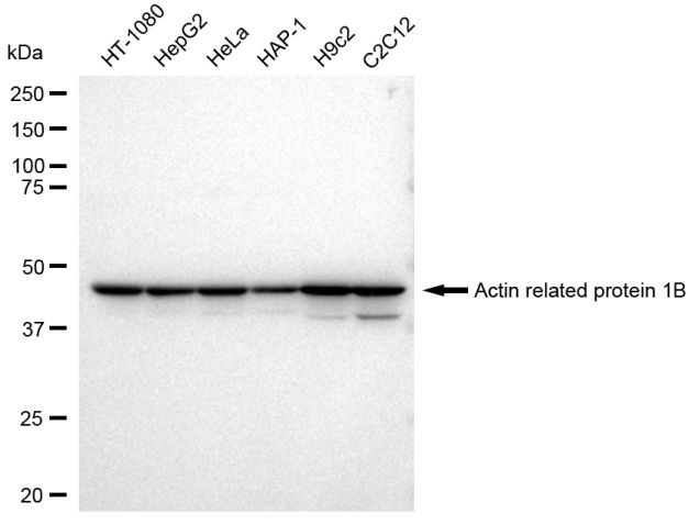 ACTR1B Antibody in Western Blot (WB)