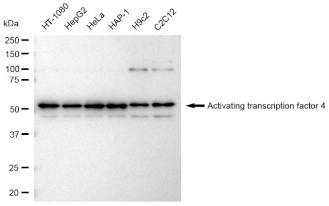 ATF4 Antibody in Western Blot (WB)