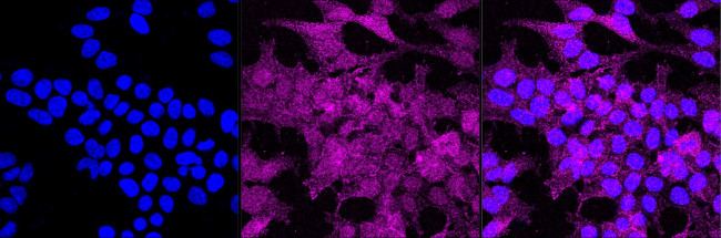 JAB1 Antibody in Immunocytochemistry (ICC/IF)