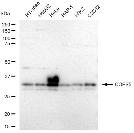 JAB1 Antibody in Western Blot (WB)