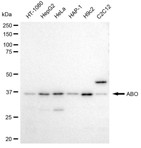 ABO Antibody in Western Blot (WB)