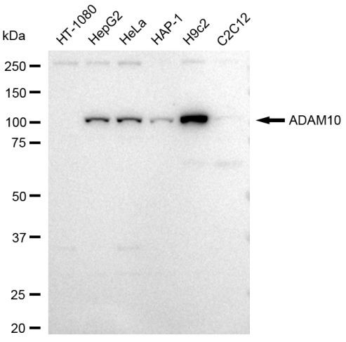 ADAM10 Antibody in Western Blot (WB)