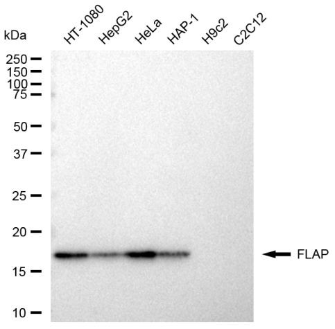 FLAP Antibody in Western Blot (WB)