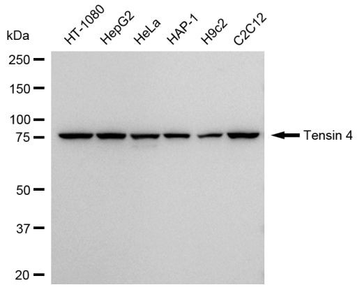 Tensin 4 Antibody in Western Blot (WB)