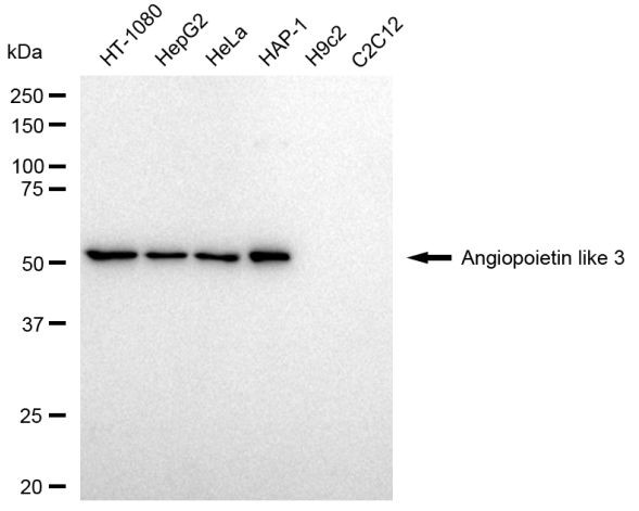 ANGPTL3 Antibody in Western Blot (WB)