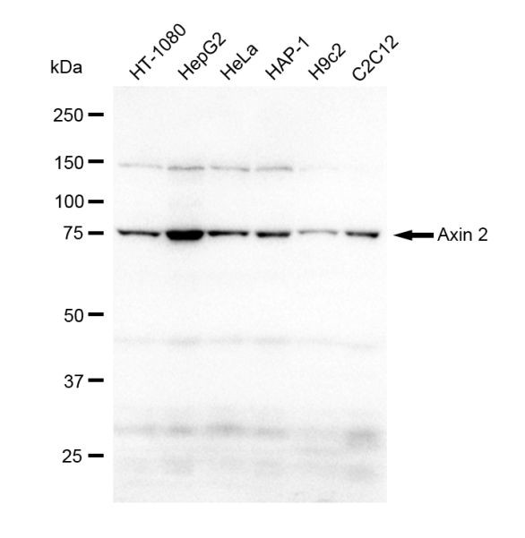 AXIN2 Antibody in Western Blot (WB)