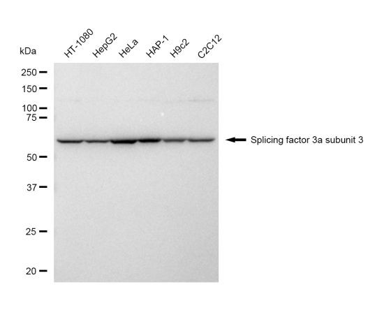 SF3A3 Antibody in Western Blot (WB)