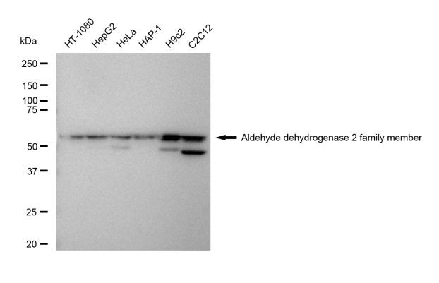 ALDH2 Antibody in Western Blot (WB)