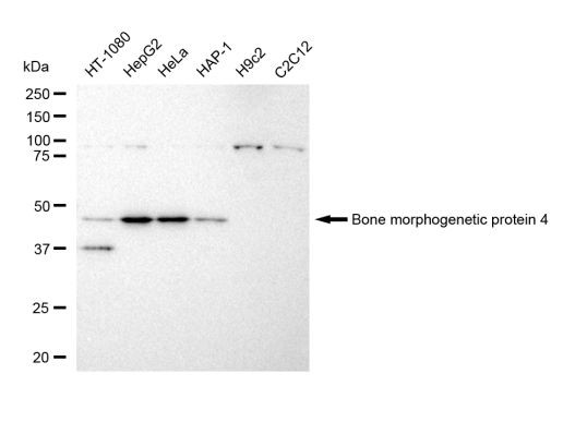 BMP-4 Antibody in Western Blot (WB)