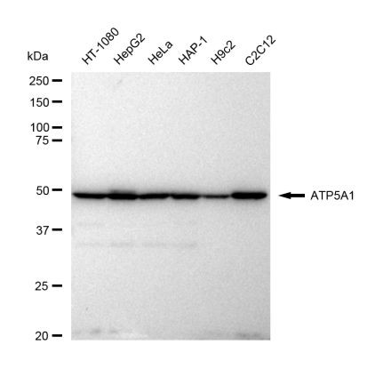 ATP5A1 Antibody in Western Blot (WB)