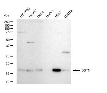 Destrin Antibody in Western Blot (WB)