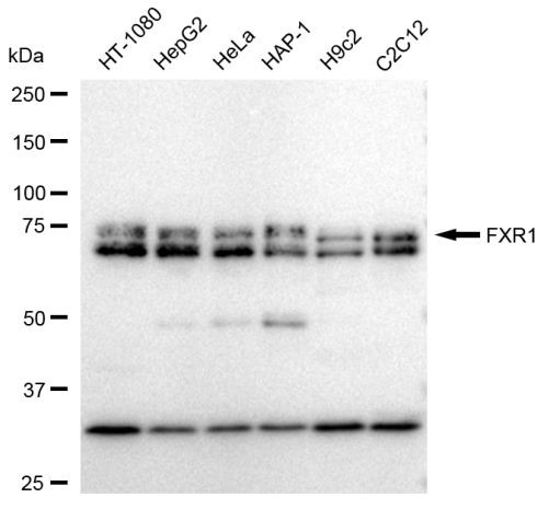 FXR1 Antibody in Western Blot (WB)