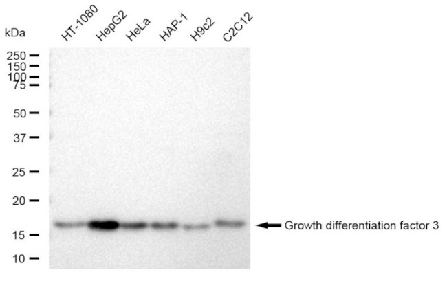 GDF3 Antibody in Western Blot (WB)