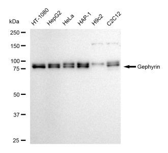 Gephyrin Antibody in Western Blot (WB)