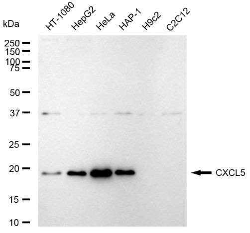 CXCL5 Antibody in Western Blot (WB)