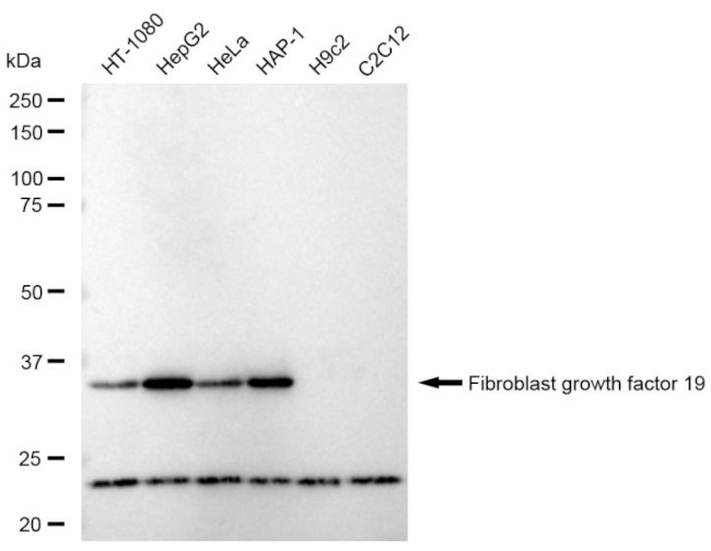 FGF19 Antibody in Western Blot (WB)