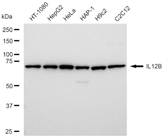 IL-12 p40 Antibody in Western Blot (WB)