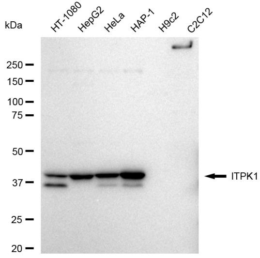 ITPK1 Antibody in Western Blot (WB)