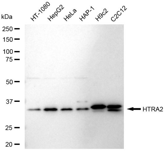 HTRA2 Antibody in Western Blot (WB)