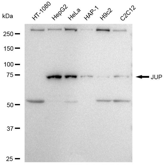 gamma Catenin Antibody in Western Blot (WB)