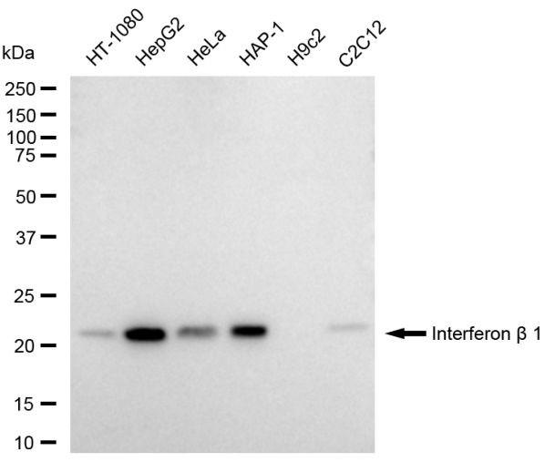 IFN beta Antibody in Western Blot (WB)