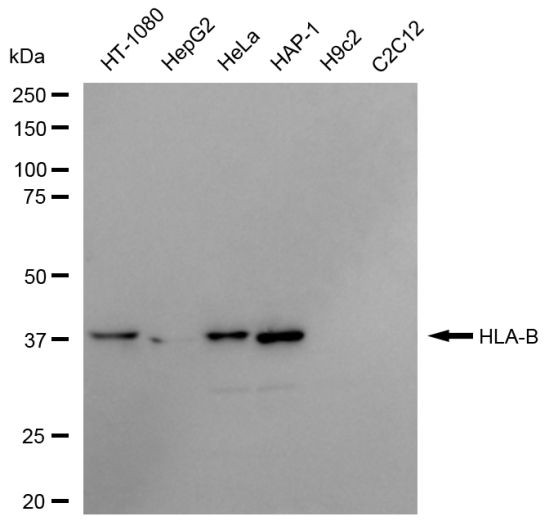 HLA-B Antibody in Western Blot (WB)