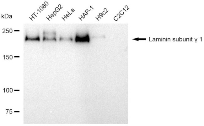 Laminin gamma-1 Antibody in Western Blot (WB)