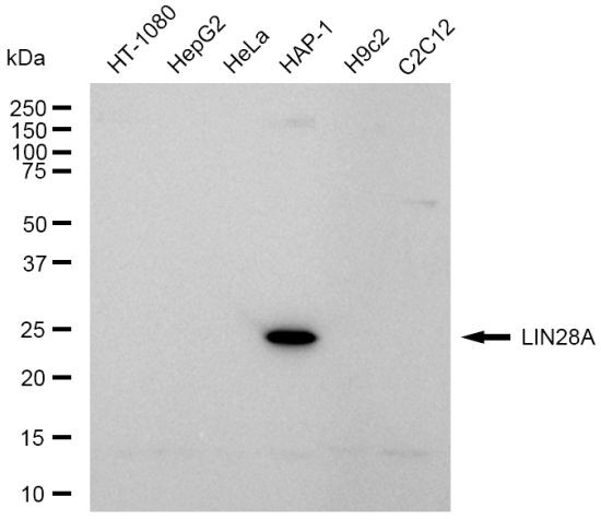 LIN28A Antibody in Western Blot (WB)