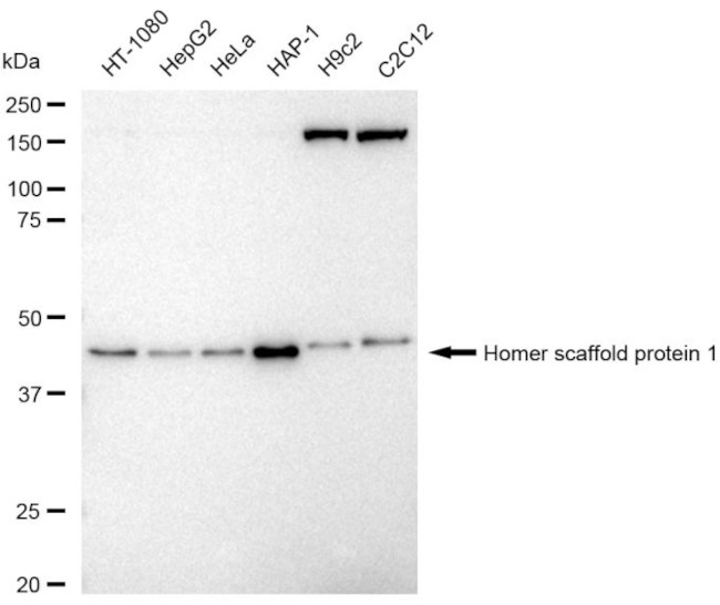 HOMER1 Antibody in Western Blot (WB)