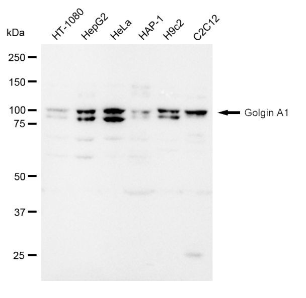 Golgin-97 Antibody in Western Blot (WB)