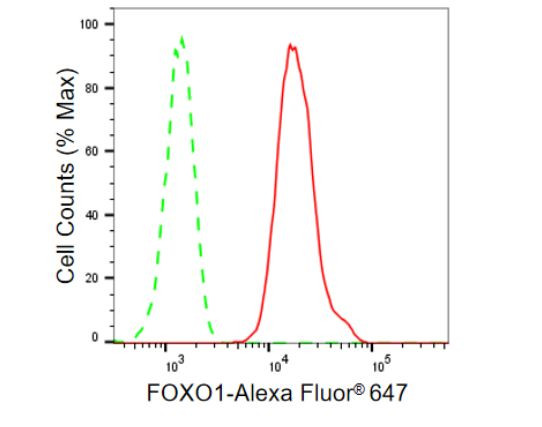 FOXO1 Antibody in Flow Cytometry (Flow)