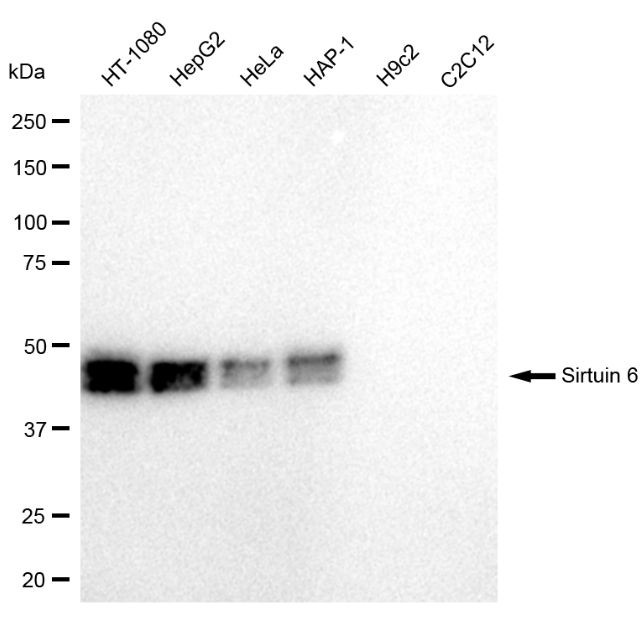 SIRT6 Antibody in Western Blot (WB)