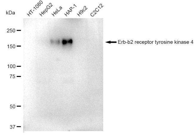 ErbB4 Antibody in Western Blot (WB)